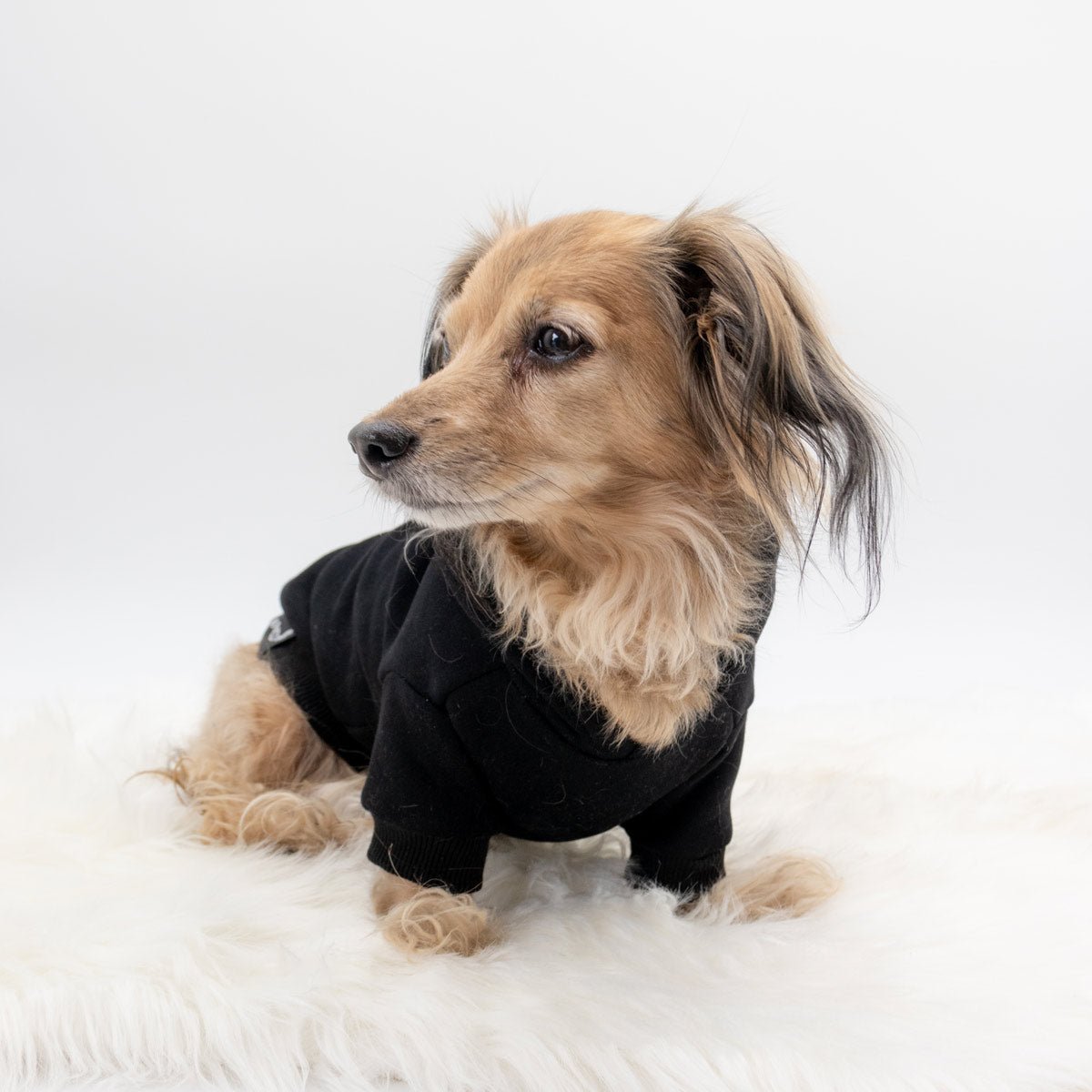 Dachshund hoodies best sale