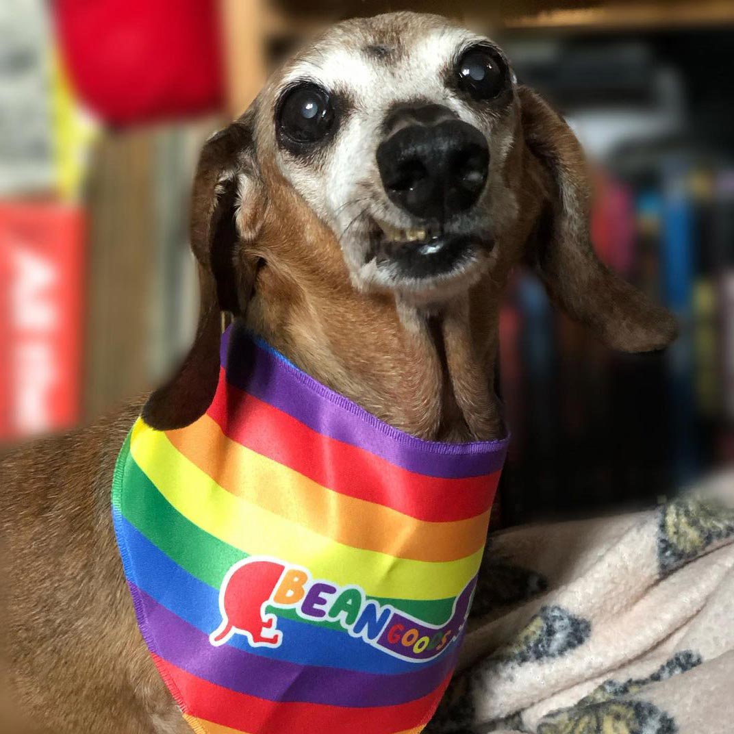 pride dog bandana - bean goods