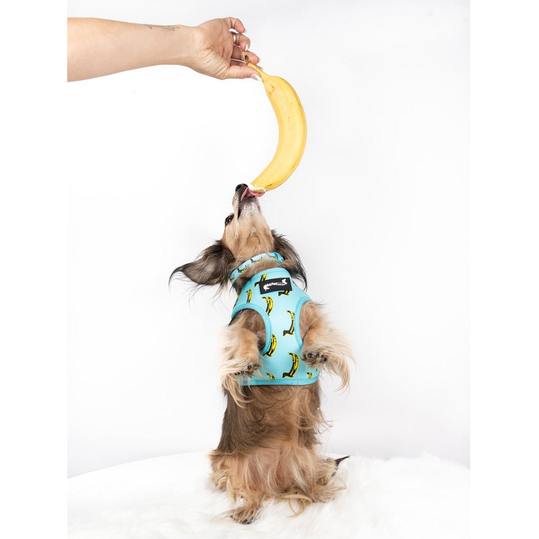 reversible harness - banana wiener - bean goods