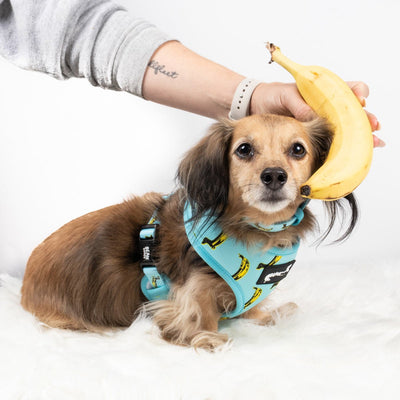 reversible harness - banana wiener - bean goods