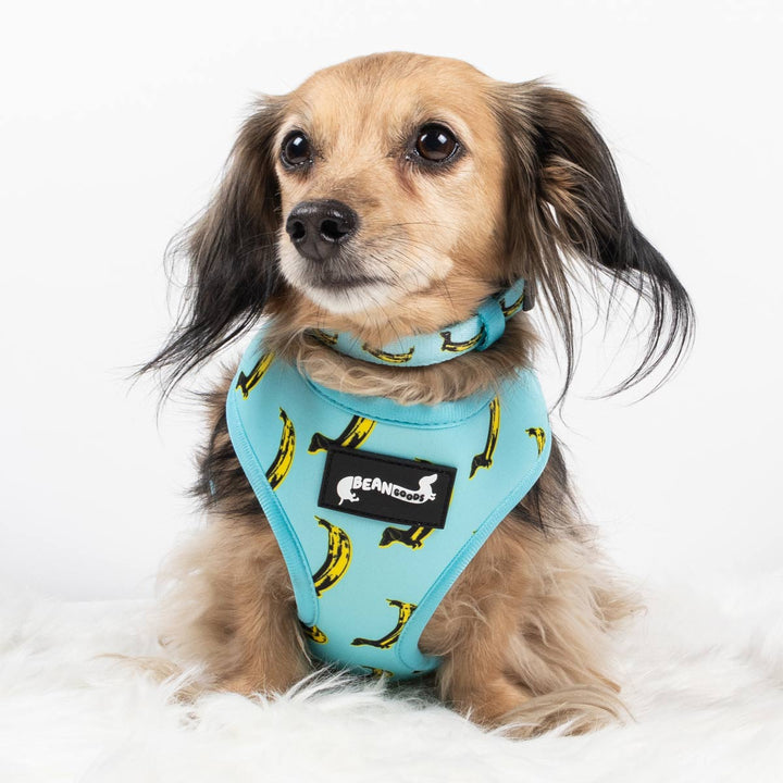 reversible harness - banana wiener - bean goods