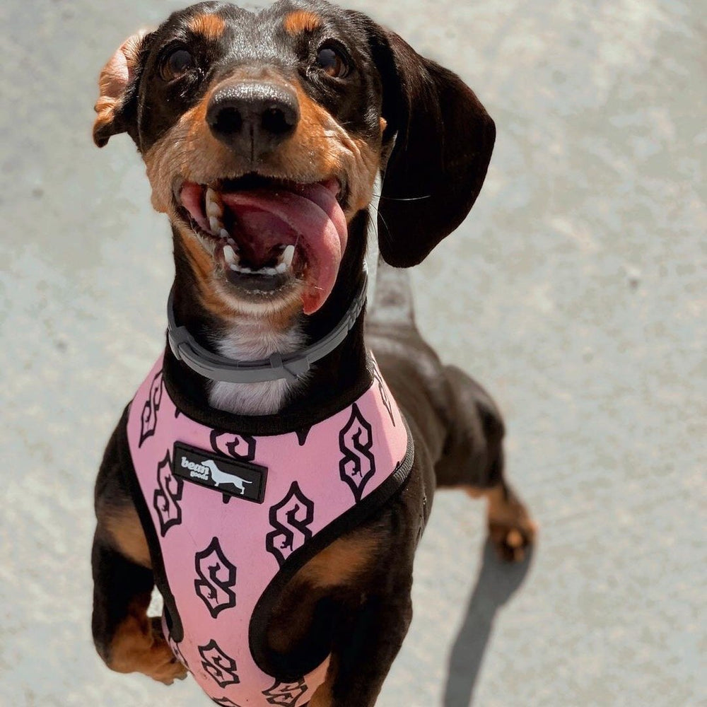 sausage dog S reversible harness - BeanGoods