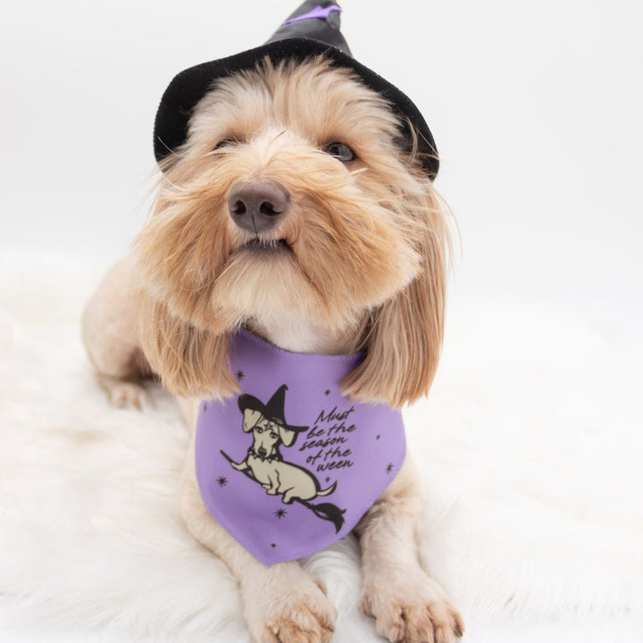 season of the ween dog bandana - bean goods