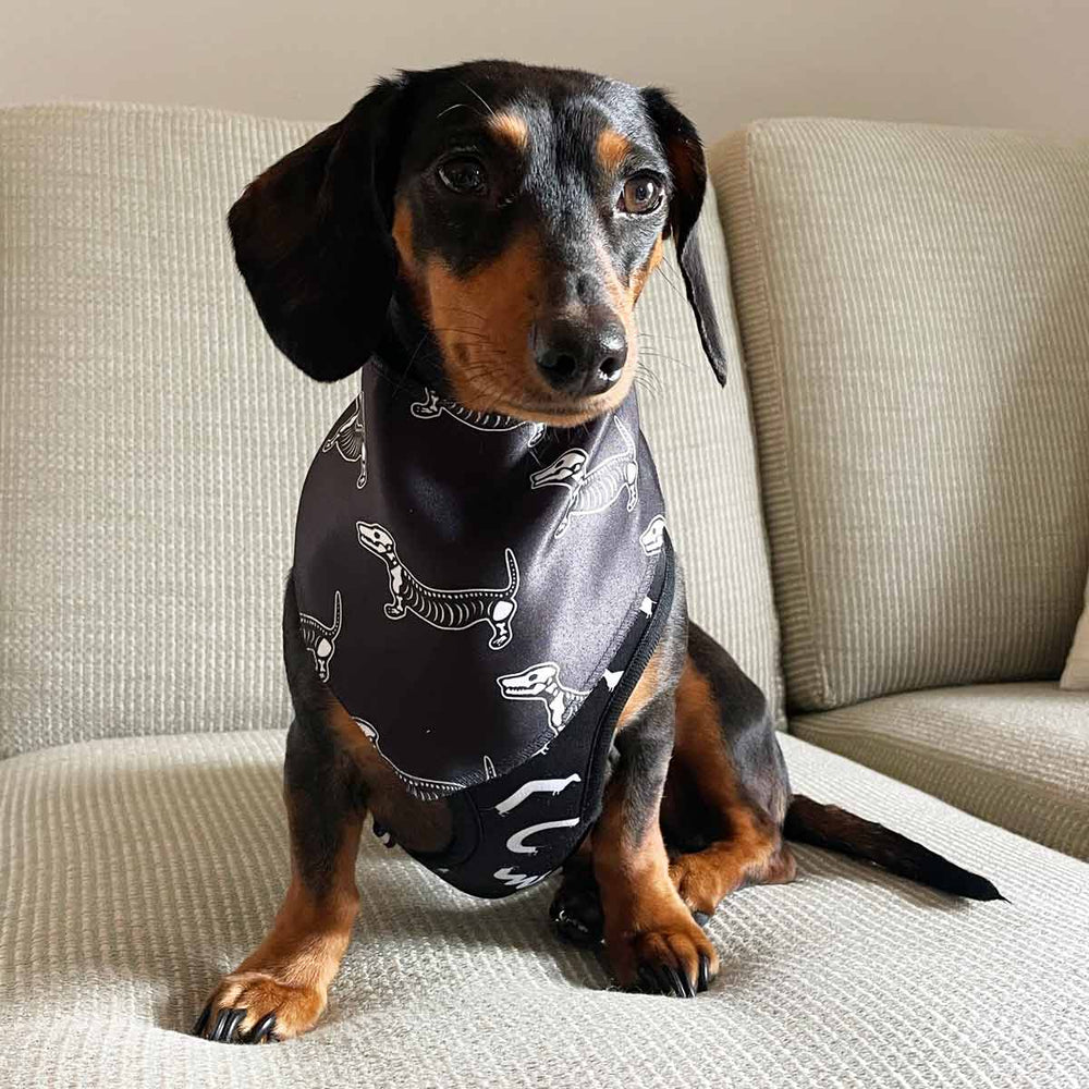 skeleween dog bandana - bean goods