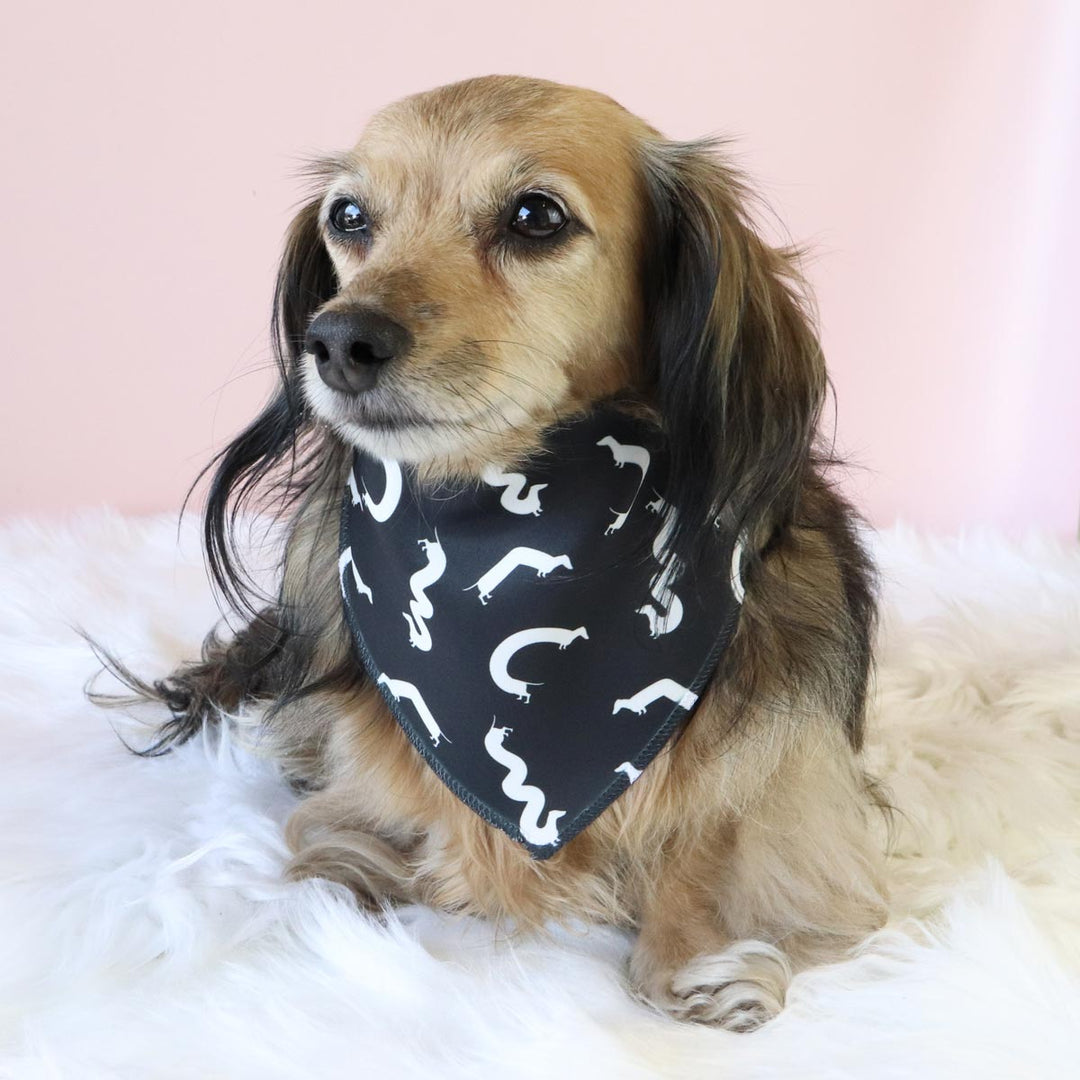 squiggly ween dog bandana | black - bean goods