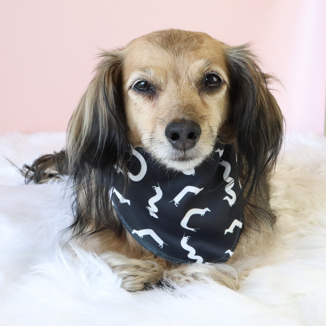 squiggly ween dog bandana | black - bean goods