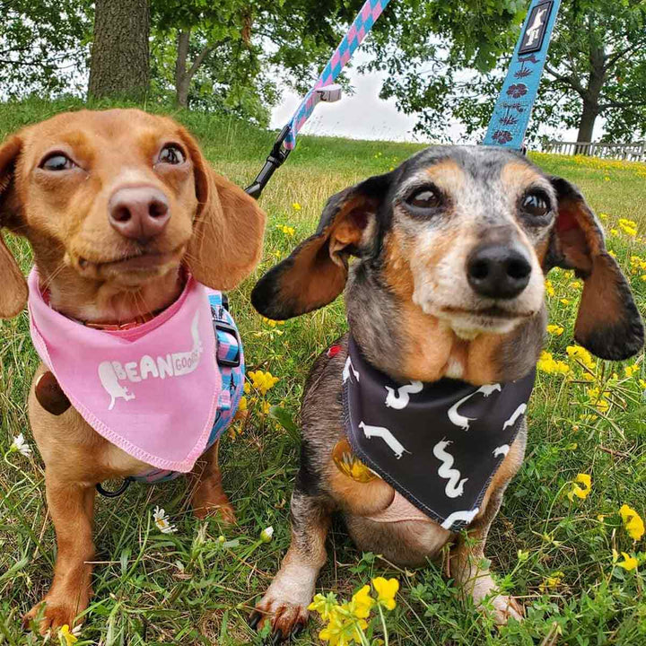 squiggly ween dog bandana | black - bean goods