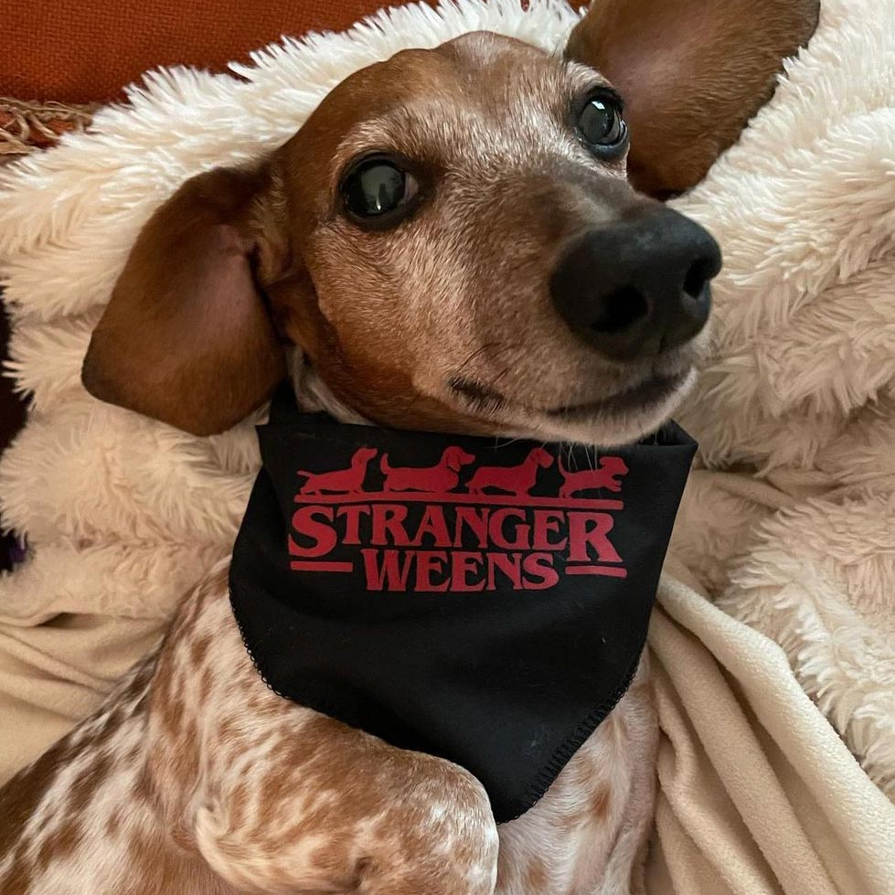 stranger weens dog bandana | black - bean goods