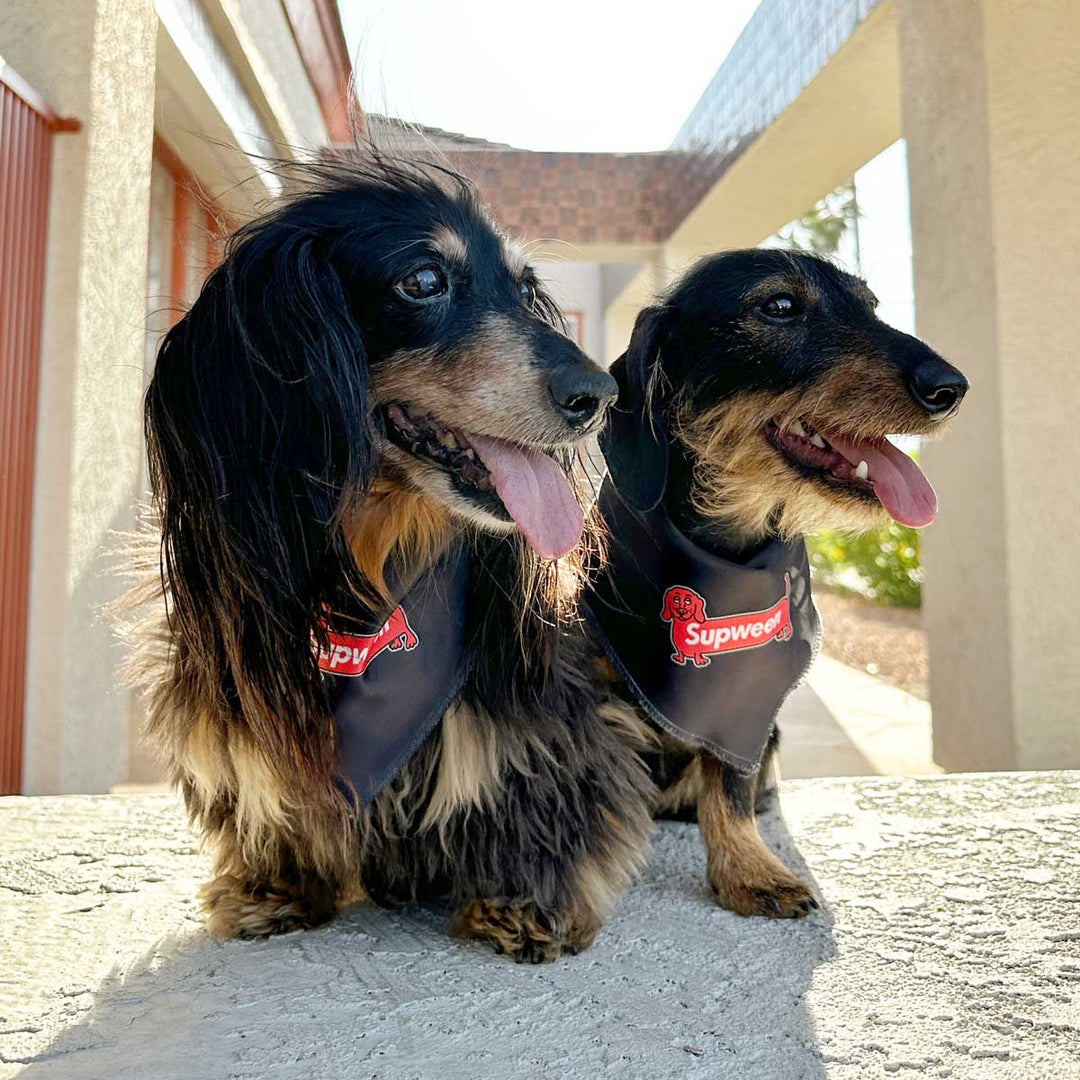 supween dog bandana - bean goods