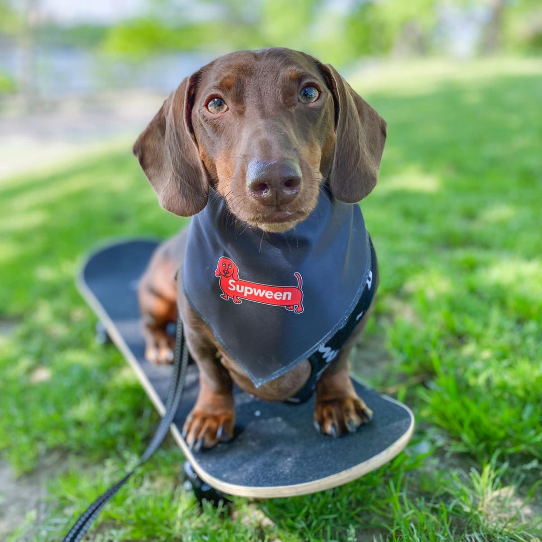 supween dog bandana - bean goods