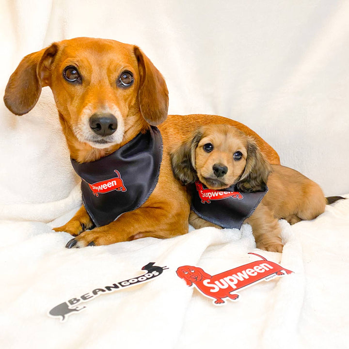 supween dog bandana - bean goods