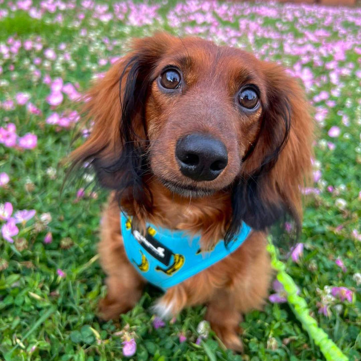 reversible harness - banana wiener