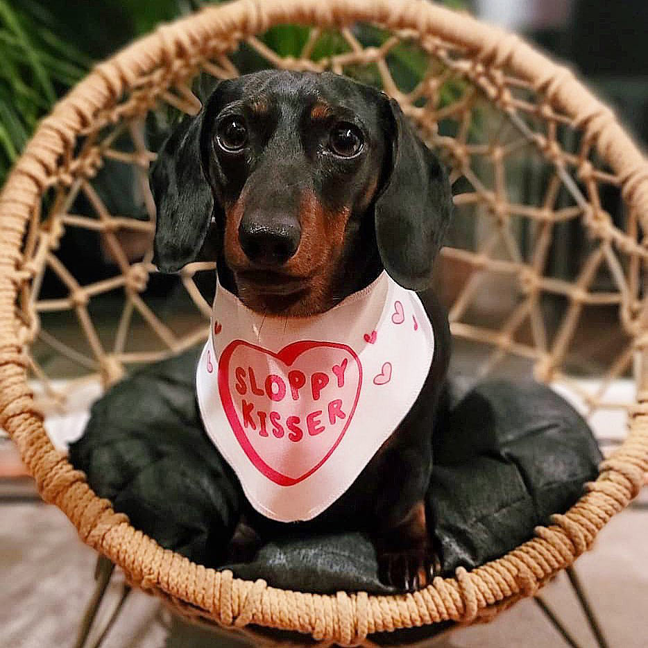 sloppy kisser dog bandana