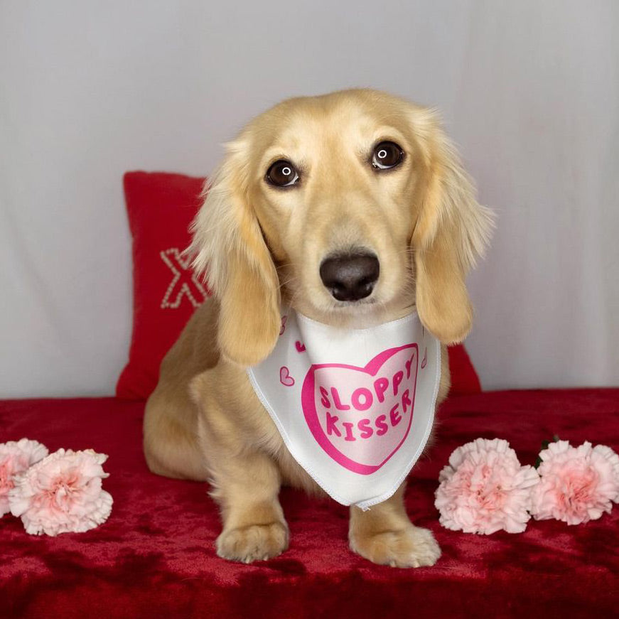 sloppy kisser dog bandana