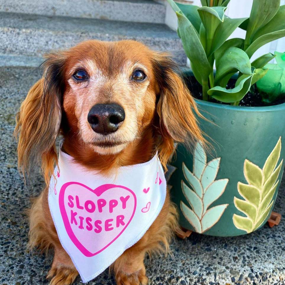 sloppy kisser dog bandana