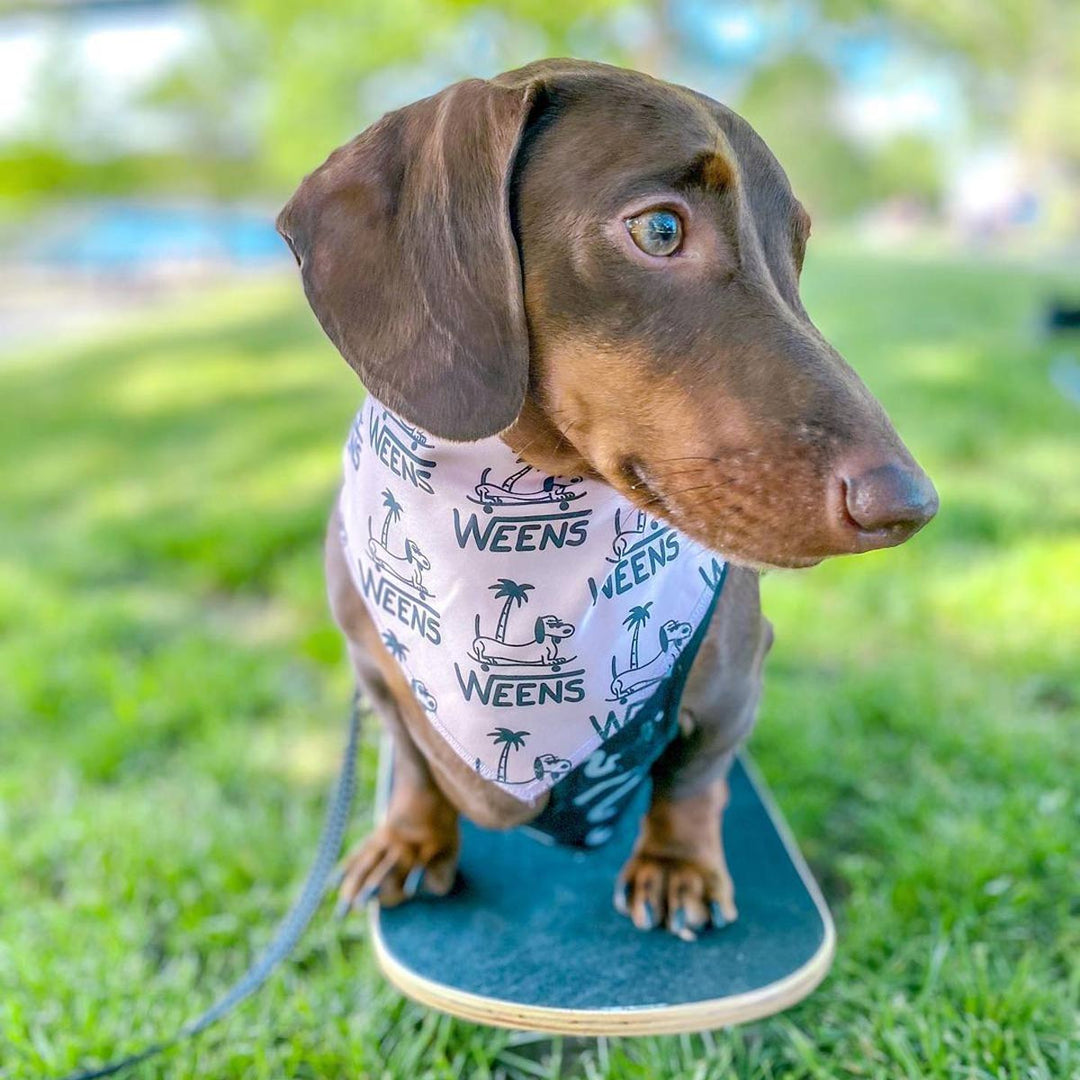 WEENS dog bandana - bean goods