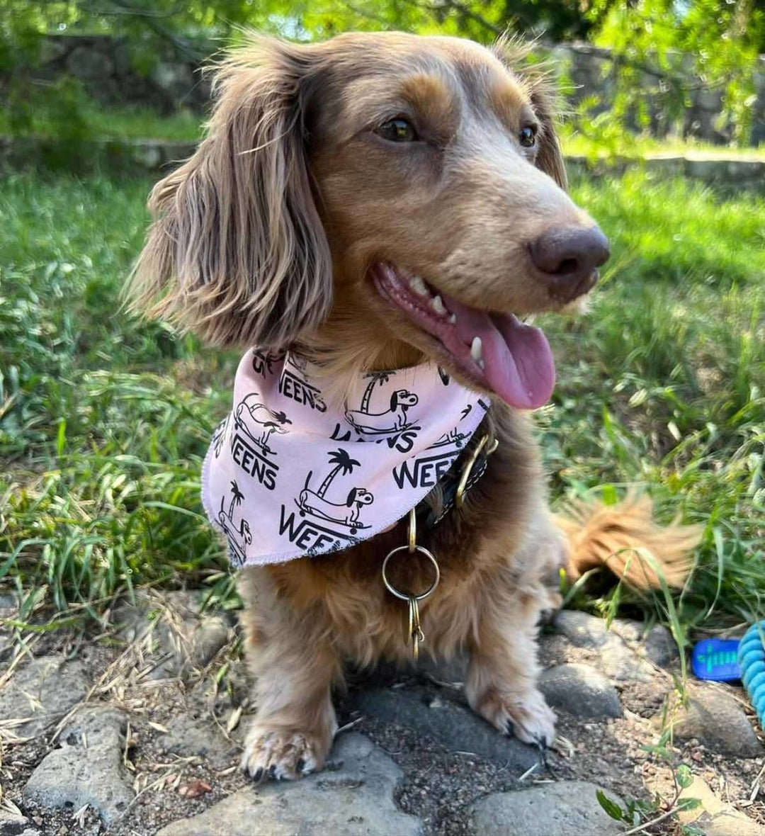 WEENS dog bandana - bean goods