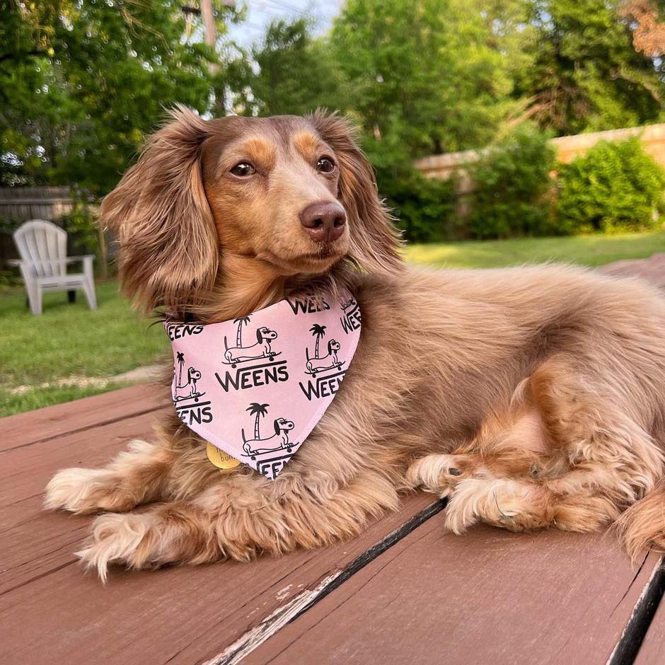 WEENS dog bandana - bean goods