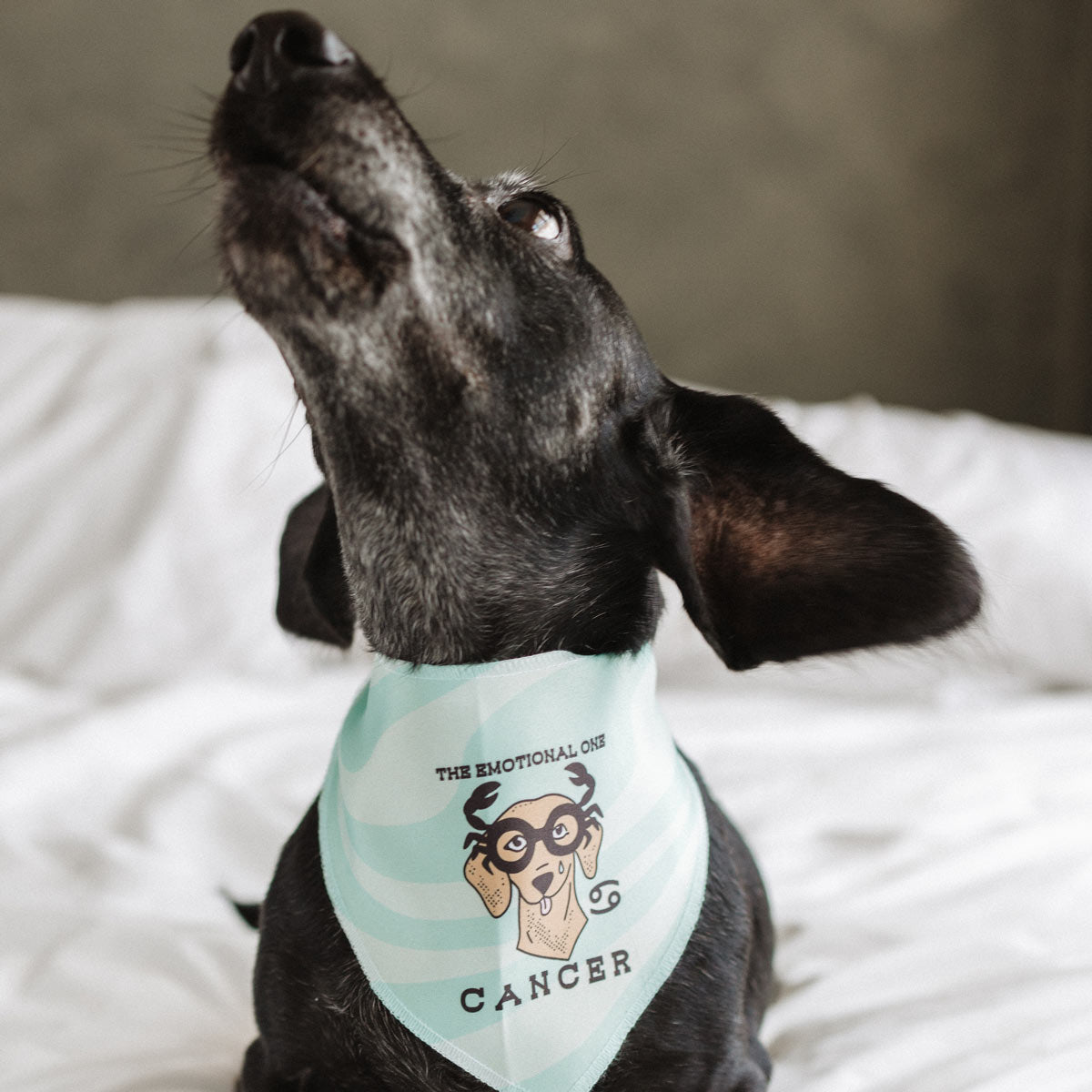 weenstrology dog bandana | pick your sign