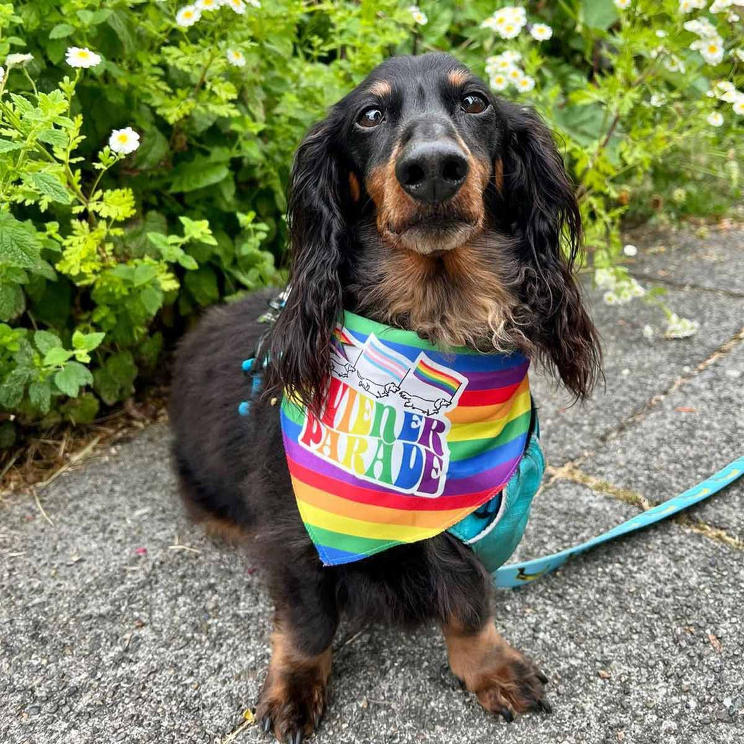 wiener parade dog bandana - bean goods