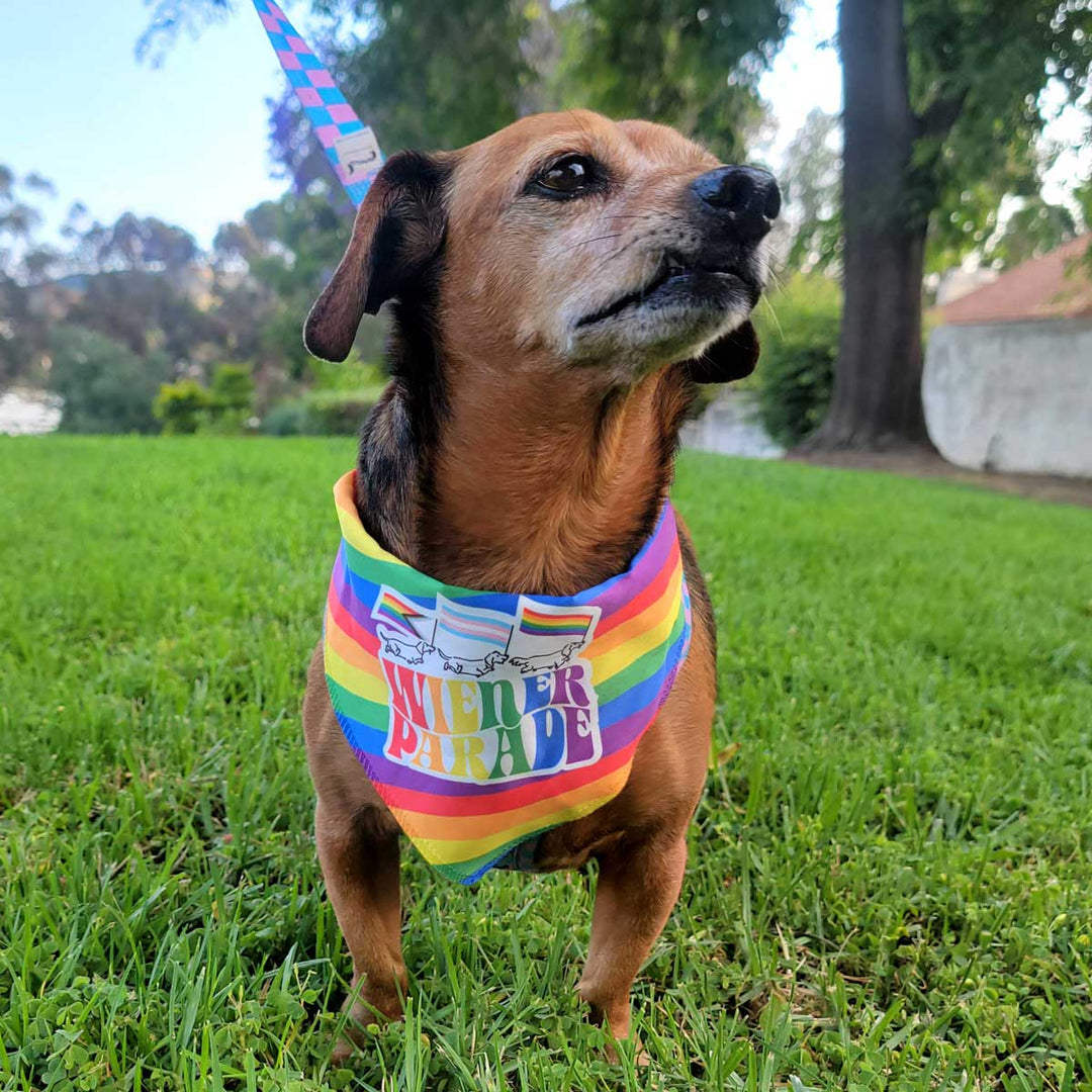 wiener parade dog bandana - bean goods