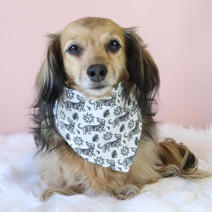 zebra ween dog bandana - bean goods