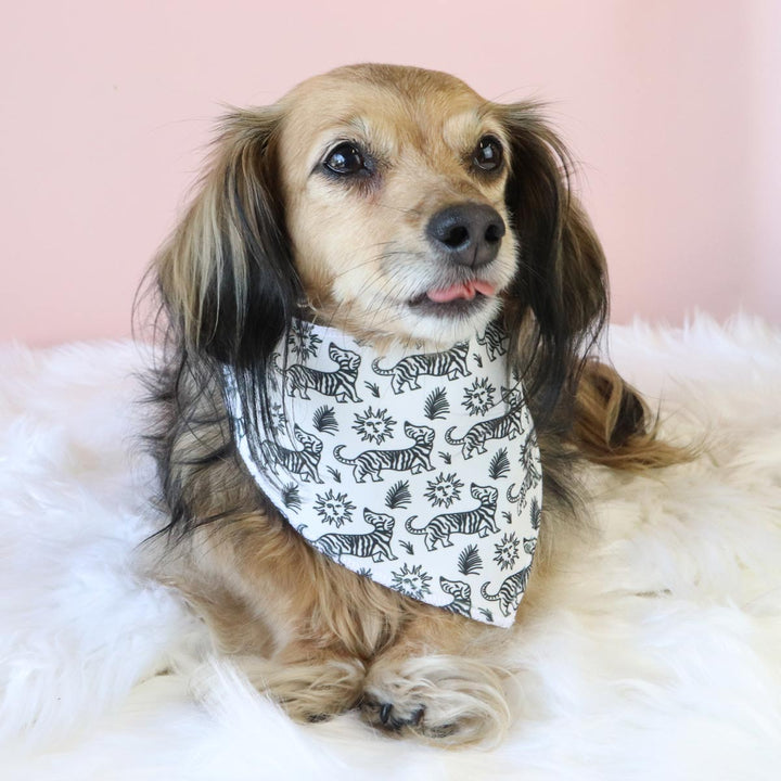 zebra ween dog bandana - bean goods